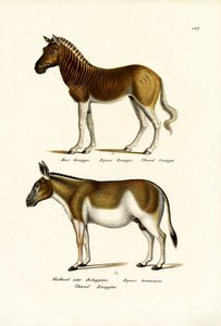 Quagga, 1824 de Karl Joseph Brodtmann
